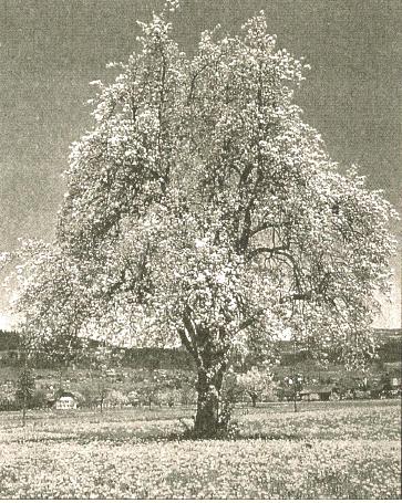 Holzbiere, Pyrus communis