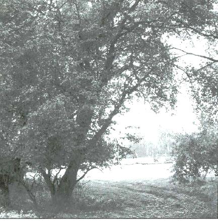 Holzapfelbaum am Rhein