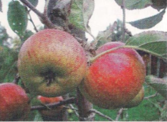Berlepsch
