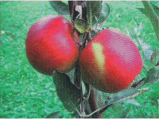 Braeburn