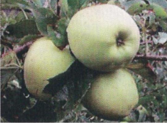 Golden Delicious
