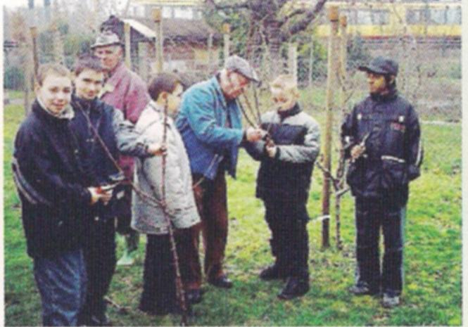 Der Erziehungsschnitt