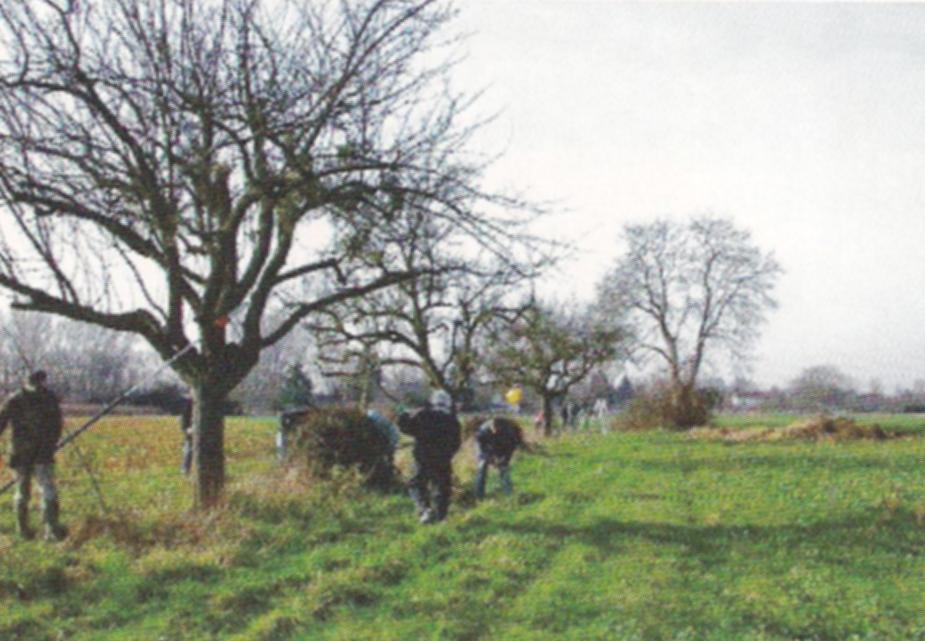 Streuobstwiesen